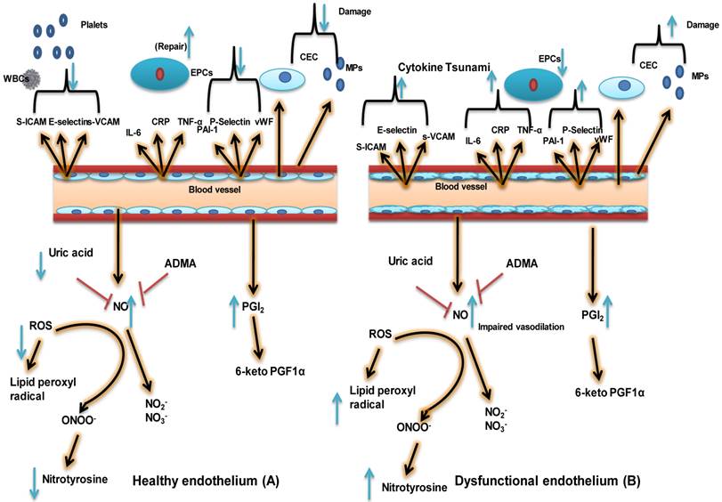 Int J Biol Sci Image