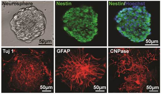 Int J Biol Sci Image