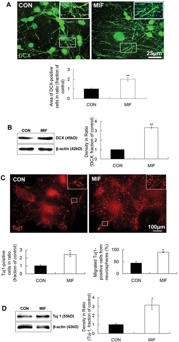 Int J Biol Sci Image