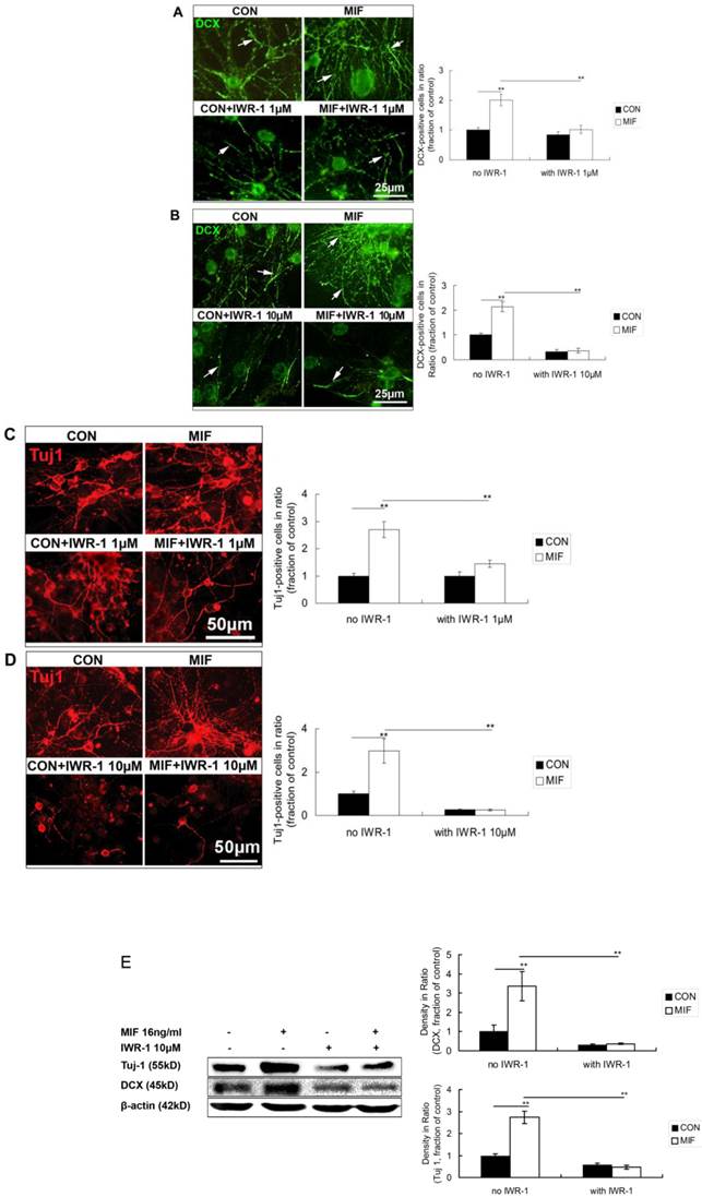 Int J Biol Sci Image