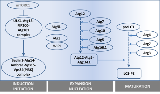 Int J Biol Sci Image