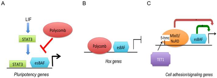 Int J Biol Sci Image