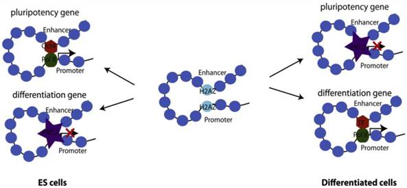 Int J Biol Sci Image