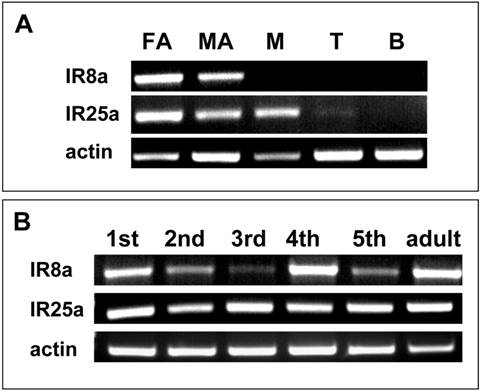 Int J Biol Sci Image