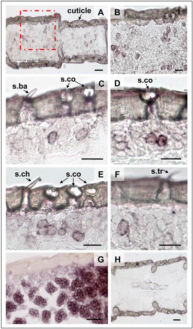 Int J Biol Sci Image