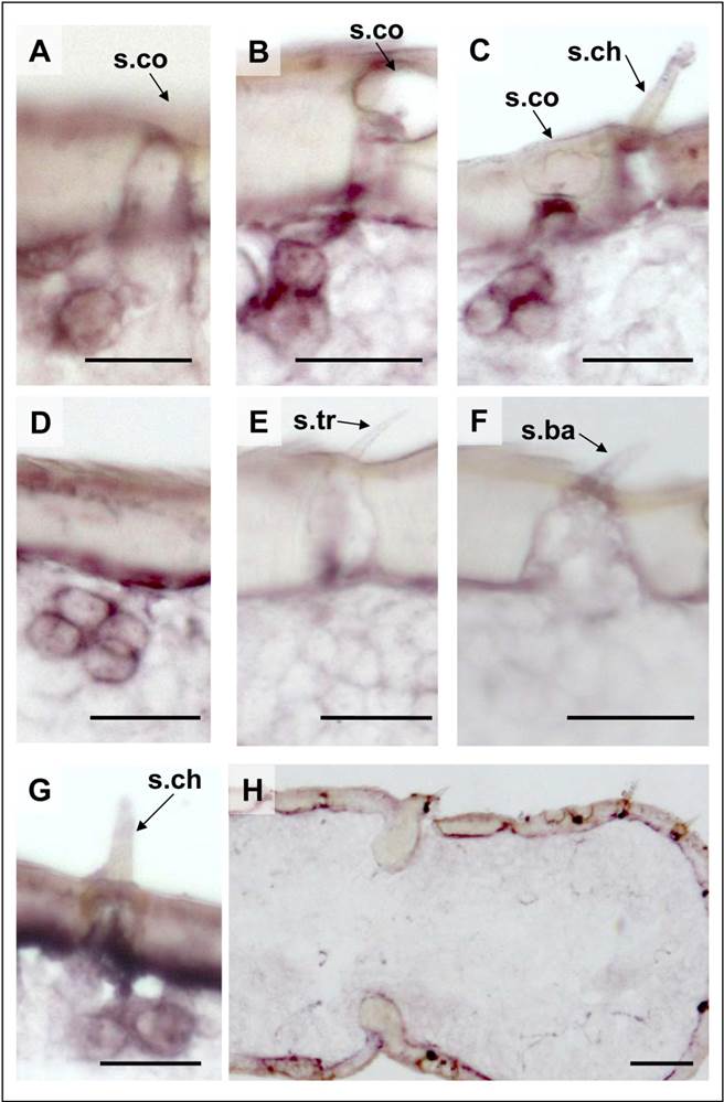 Int J Biol Sci Image