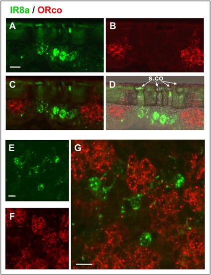 Int J Biol Sci Image