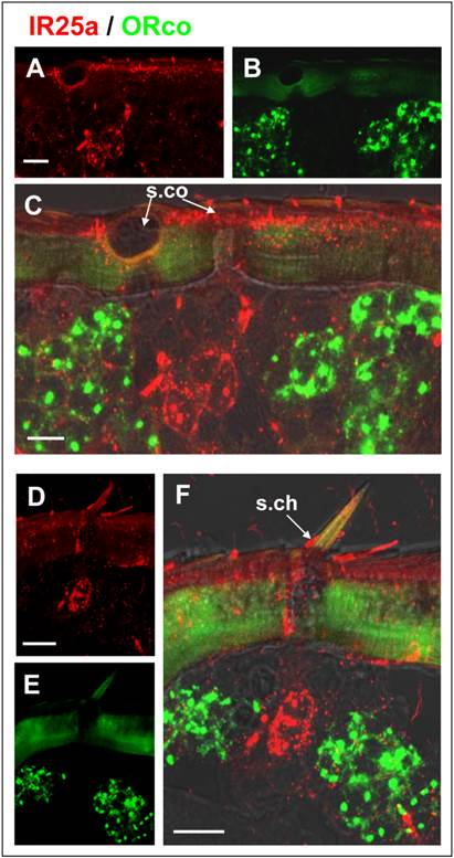 Int J Biol Sci Image