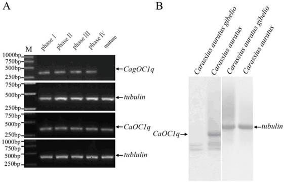 Int J Biol Sci Image