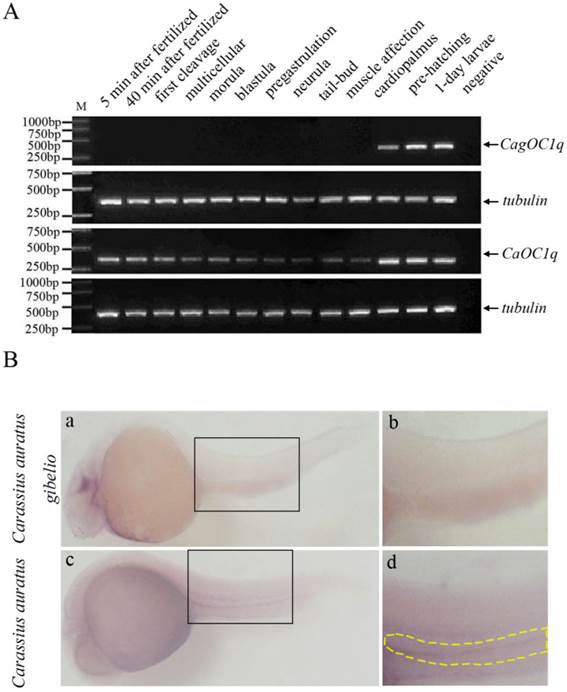 Int J Biol Sci Image