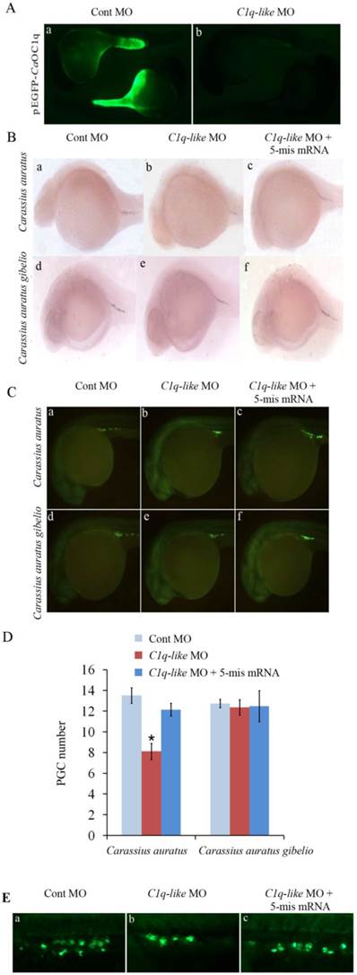 Int J Biol Sci Image