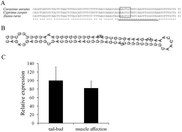 Int J Biol Sci Image