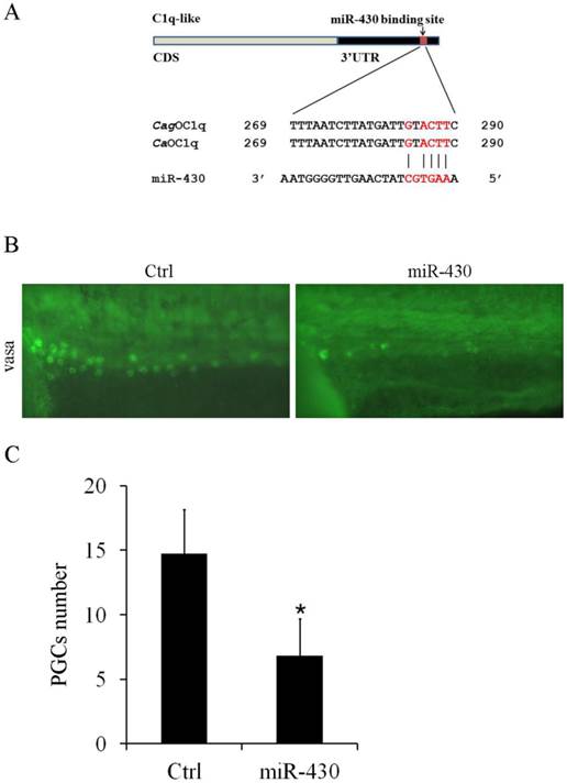 Int J Biol Sci Image