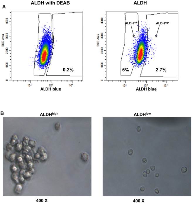 Int J Biol Sci Image