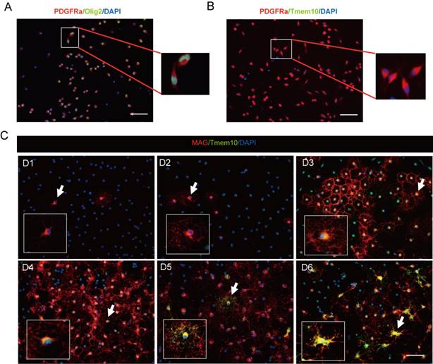 Int J Biol Sci Image