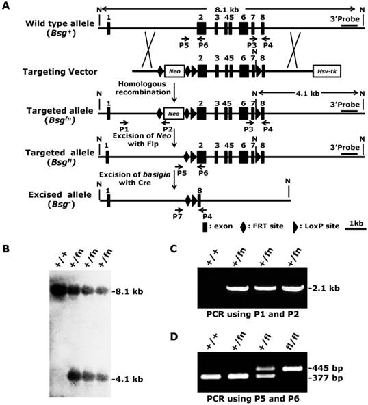 Int J Biol Sci Image