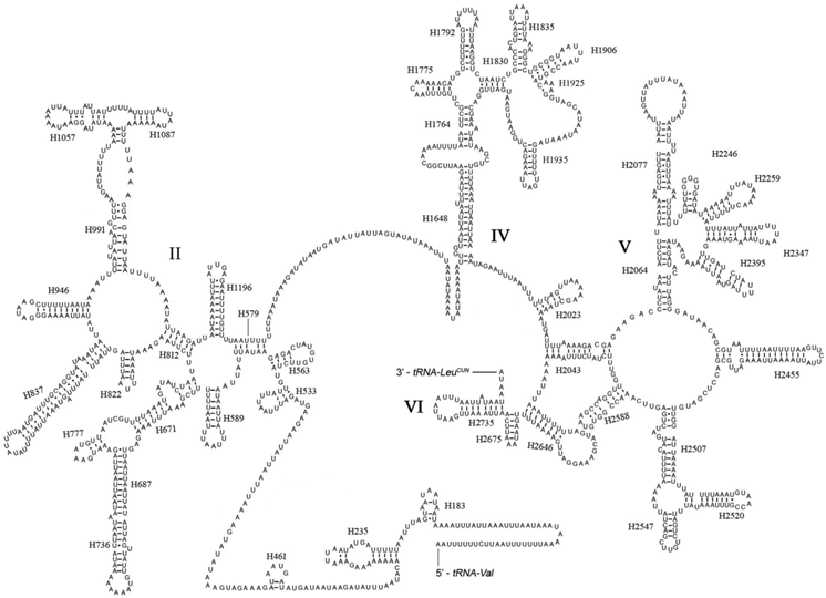 Int J Biol Sci Image