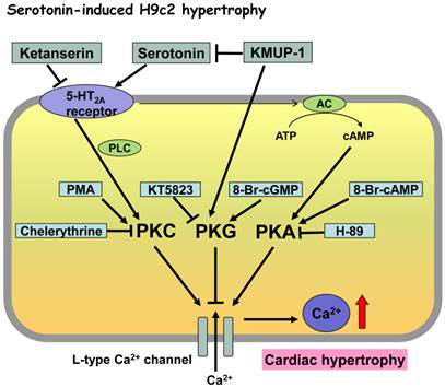 Int J Biol Sci Image