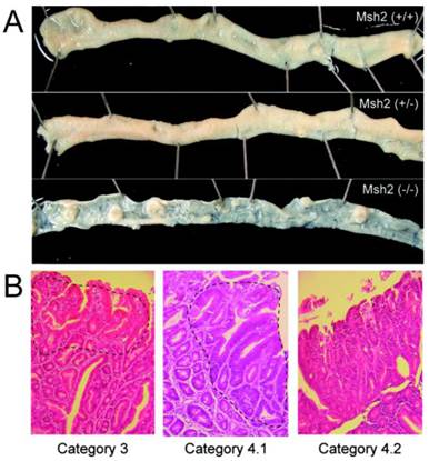 Int J Biol Sci Image