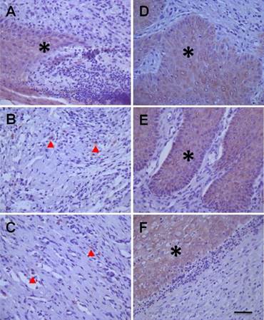 Int J Biol Sci Image