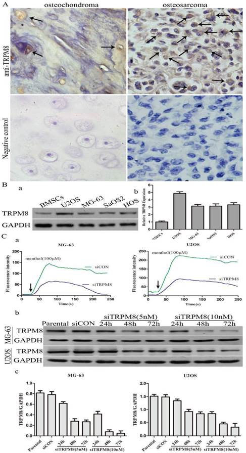 Int J Biol Sci Image