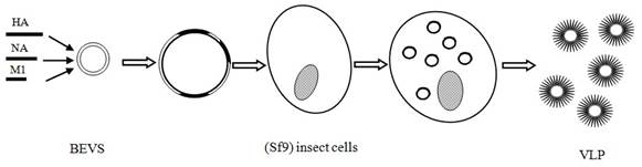 Int J Biol Sci Image