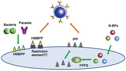 Int J Biol Sci Image