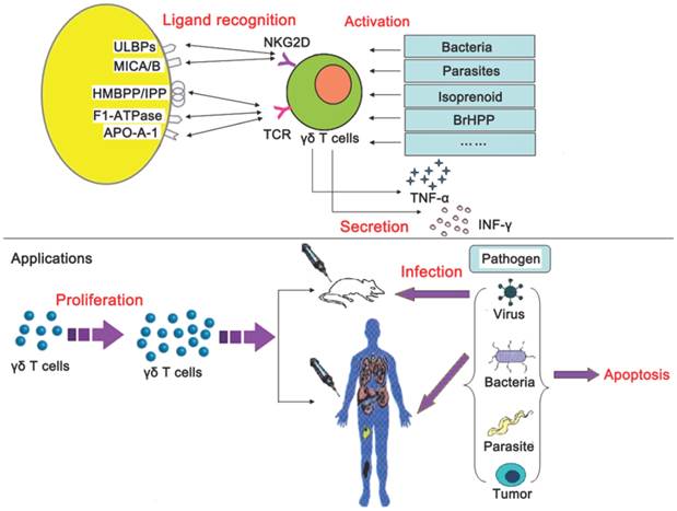 Int J Biol Sci Image