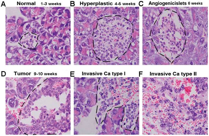 Int J Biol Sci Image