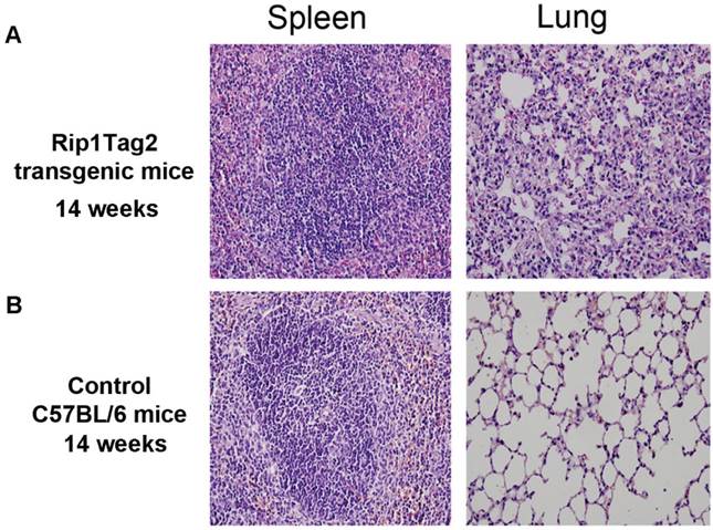 Int J Biol Sci Image