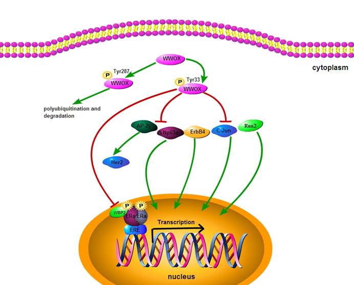 Int J Biol Sci Image