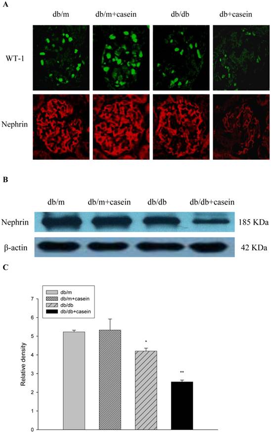 Int J Biol Sci Image