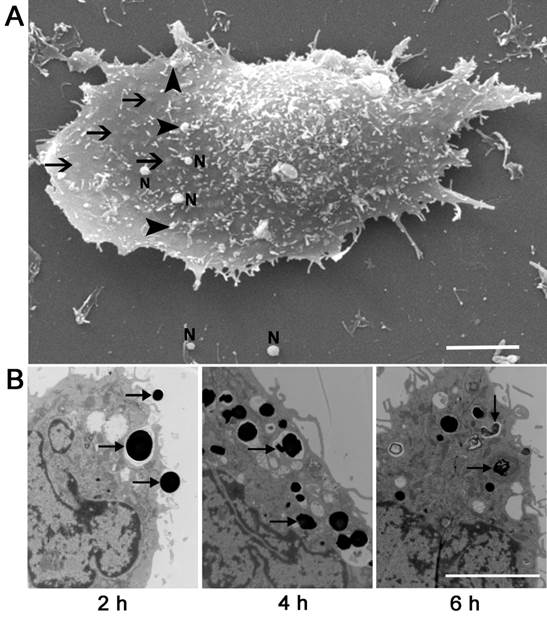 Int J Biol Sci Image