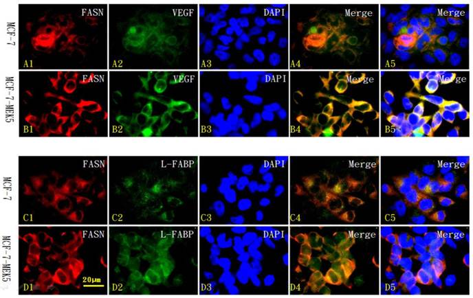 Int J Biol Sci Image