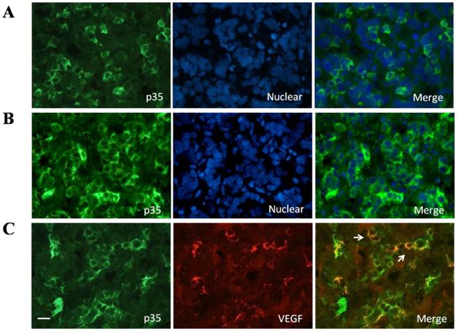 Int J Biol Sci Image