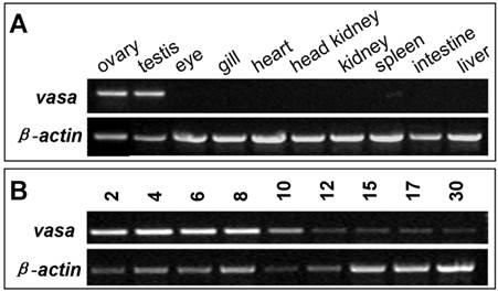 Int J Biol Sci Image