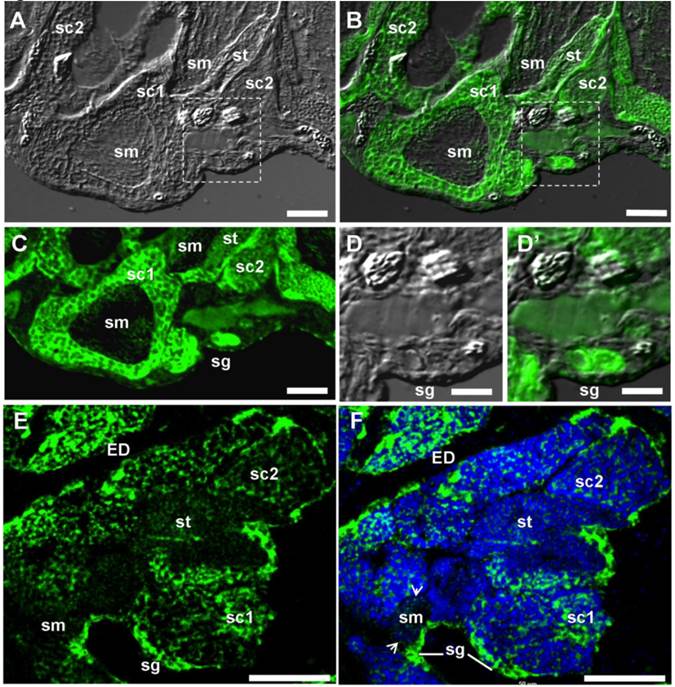 Int J Biol Sci Image