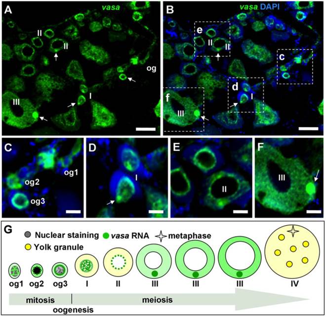 Int J Biol Sci Image