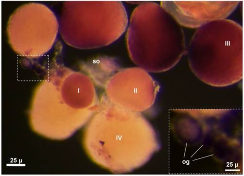 Int J Biol Sci Image