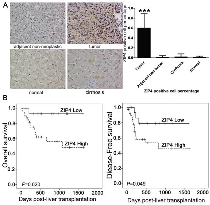 Int J Biol Sci Image