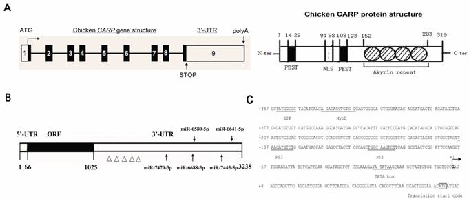 Int J Biol Sci Image