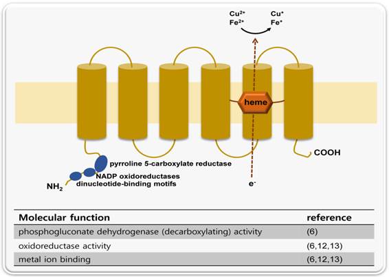 Int J Biol Sci Image