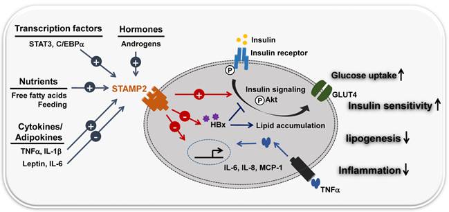 Int J Biol Sci Image