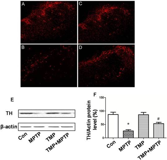 Int J Biol Sci Image