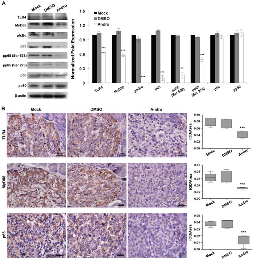 Int J Biol Sci Image