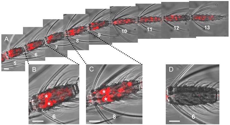 Int J Biol Sci Image