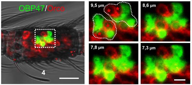 Int J Biol Sci Image