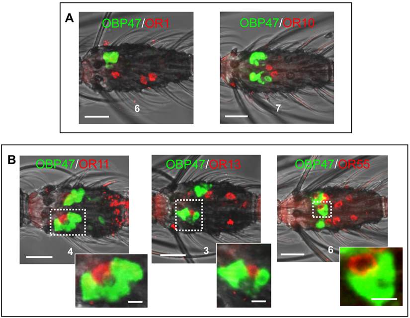 Int J Biol Sci Image