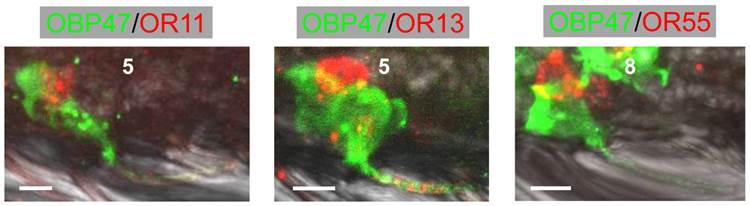 Int J Biol Sci Image