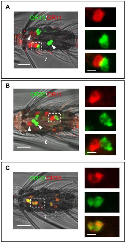 Int J Biol Sci Image